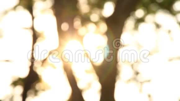 阳光模糊的树抽象的背景视频的预览图