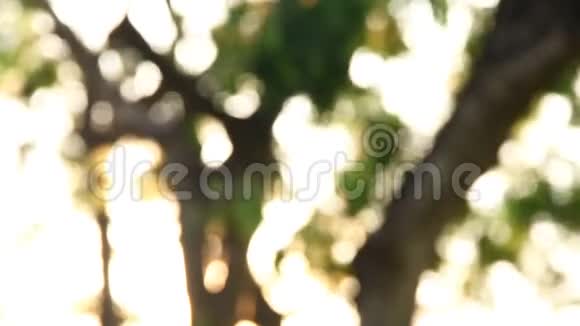 阳光模糊的树抽象的背景视频的预览图