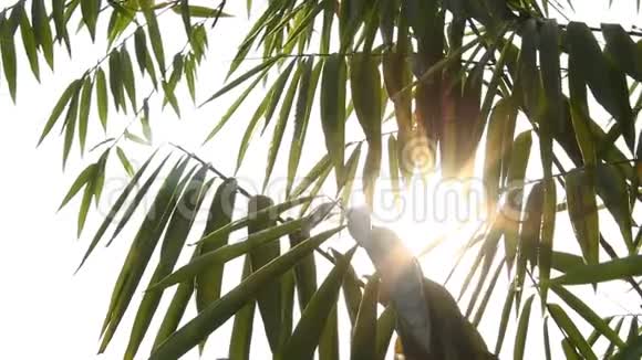 泰国香麦树叶随阳光移动视频的预览图