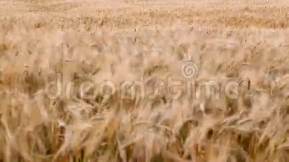 成熟小麦的耳朵视频的预览图