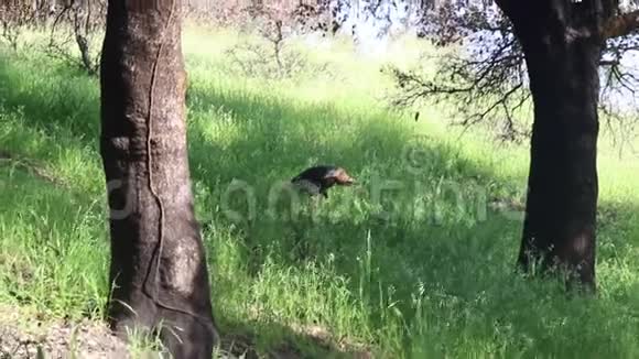 加州夏洛牧场区域公园野生火鸡视频的预览图