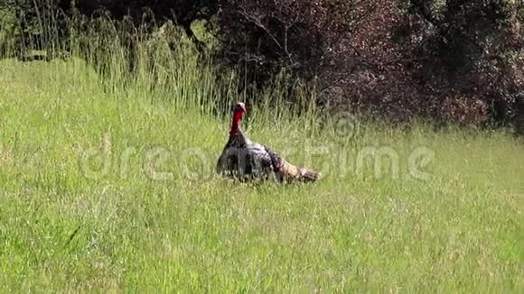 加州夏洛牧场区域公园野生火鸡视频的预览图