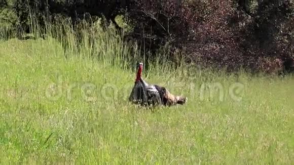 加州夏洛牧场区域公园野生火鸡视频的预览图