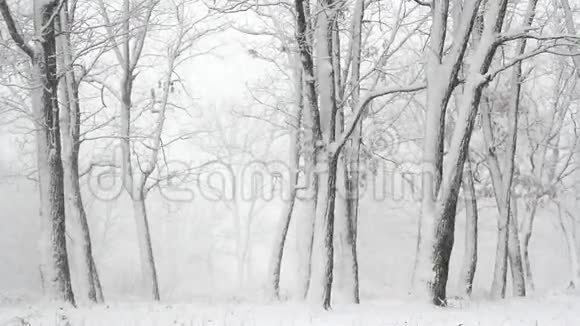 冬天树林里下雪的日子视频的预览图