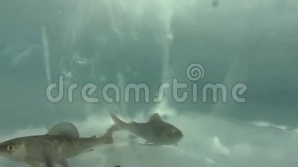 独特的拍摄天然水族馆在冰下的贝加尔湖俄罗斯视频的预览图