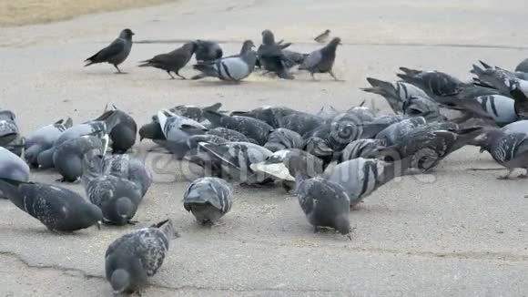 公园里一群吃柳枝草的鸽子视频的预览图