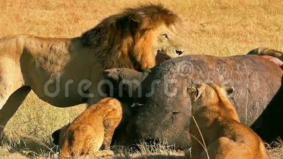 在马赛马拉吃祈祷的狮子的骄傲视频的预览图