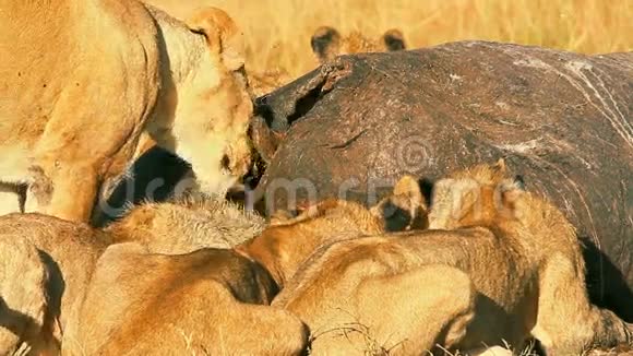 在马赛马拉吃祈祷的狮子的骄傲视频的预览图