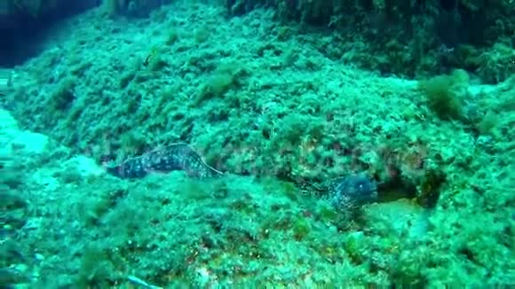 西班牙马洛卡水下潜水莫拉鳗视频的预览图
