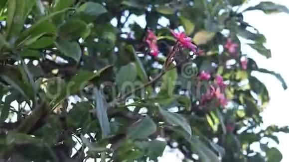 梅花树上的梅花弗兰吉帕尼热带花卉印度尼西亚巴厘视频的预览图
