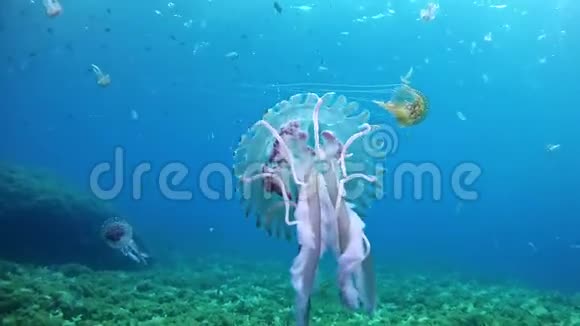 在西班牙马洛卡潜水水母视频的预览图