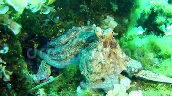 在马洛卡西班牙水下潜水章鱼视频的预览图