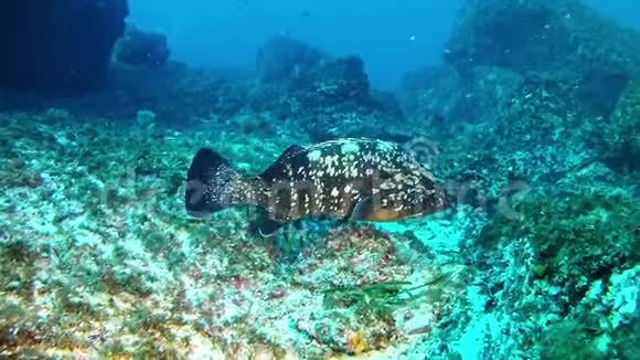 西班牙马洛卡潜水格鲁珀鱼视频的预览图