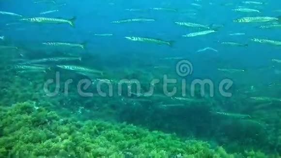 西班牙马洛卡水下潜水巴拉库达斯学校视频的预览图