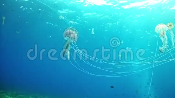 在西班牙马洛卡潜水水母视频的预览图
