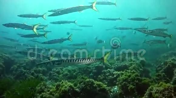 在马洛卡西班牙水下潜水视频的预览图