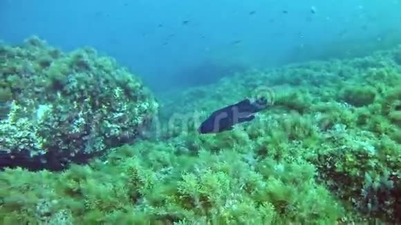 在马洛卡潜水西班牙水下视频的预览图