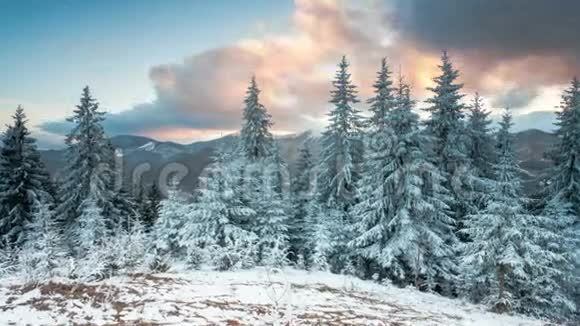 冬天的森林树木覆盖着雪视频的预览图