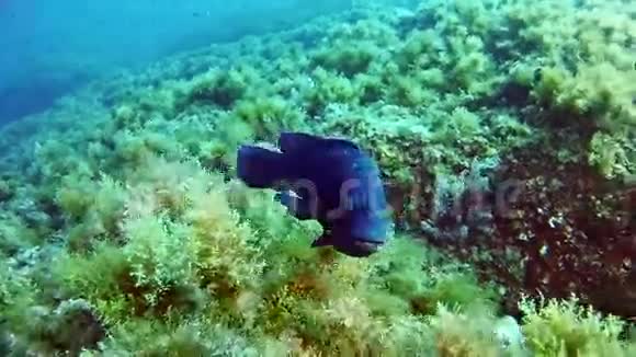 在西班牙潜水马洛卡水下视频的预览图