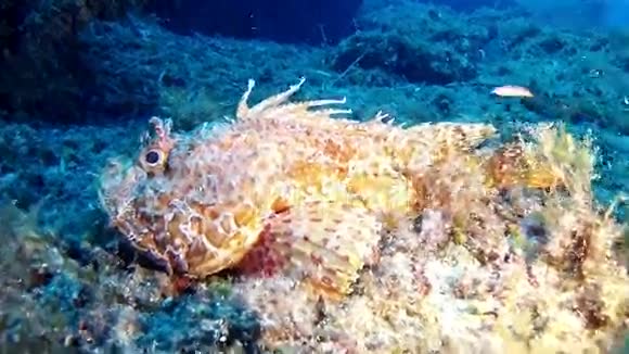 在马洛卡潜水西班牙水下蝎子鱼视频的预览图