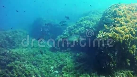 在马洛卡潜水西班牙水下石斑鱼视频的预览图