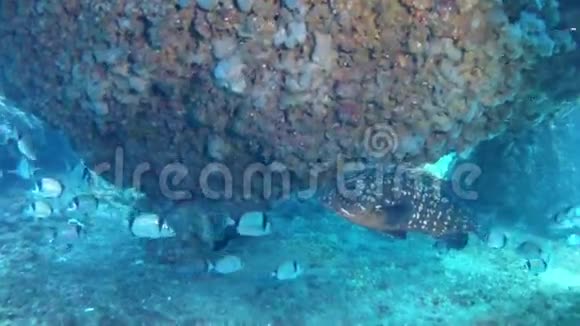 在马洛卡潜水西班牙水下石斑鱼视频的预览图