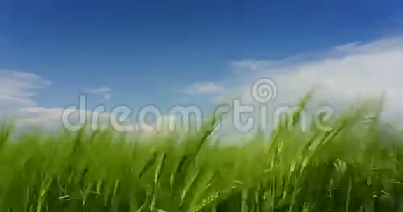 绿色的小麦地上的云视频的预览图