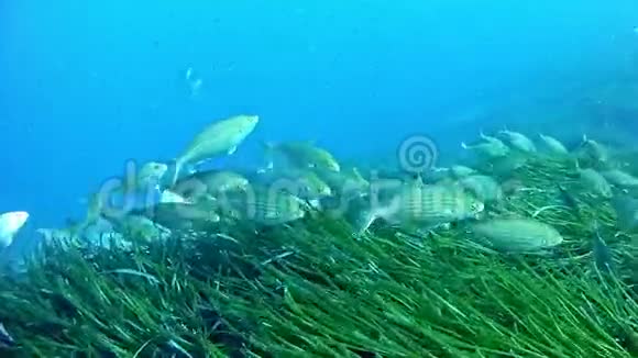 在西班牙马洛卡潜水塞勒马浅滩视频的预览图