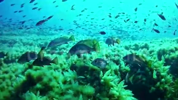 在西班牙马洛卡潜水水下水兵视频的预览图