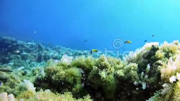 在西班牙马洛卡潜水小绿鱼视频的预览图