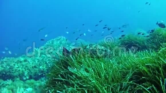 西班牙马洛卡潜水格鲁珀鱼视频的预览图