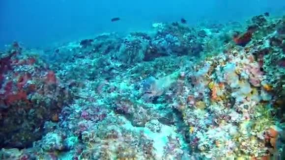 西班牙马洛卡潜水莫雷鳗视频的预览图