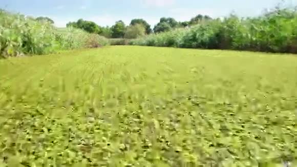 多瑙河三角洲湿地在运动视频的预览图