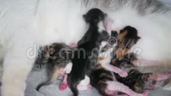 猫和小猫猫喂养新生的小猫猫给小猫分娩室内小猫宠物视频的预览图