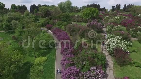 盛开的植物园有紫丁香绿树灌木丛郁金香视频的预览图