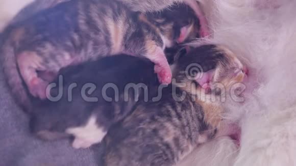 猫喂养新生的小猫猫给小猫分娩小猫在室内玩睡觉盲奶奶视频的预览图