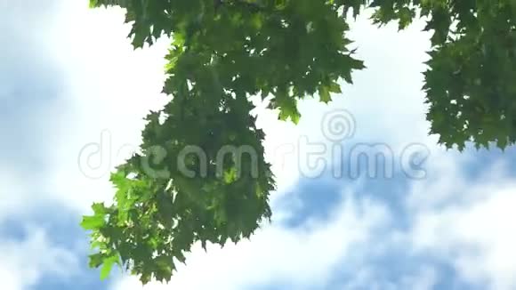 天空背景上的树叶视频的预览图