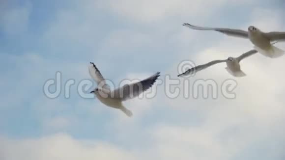 海鸥在空中飞翔在蓝天背景下捕捉食物慢动作视频的预览图