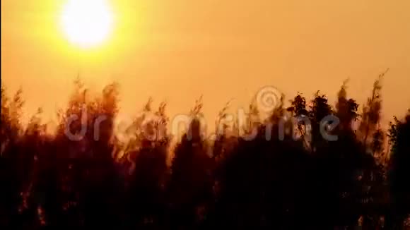 公园的日落视频的预览图