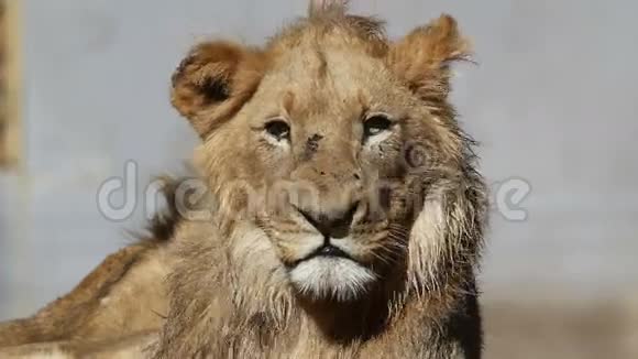 非洲狮子肖像视频的预览图