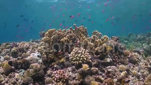 菲律宾五颜六色的珊瑚礁视频的预览图