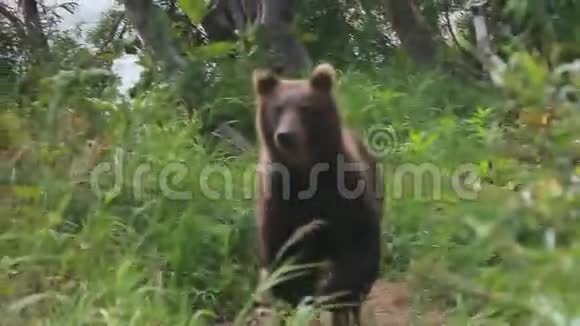 棕熊走路视频的预览图