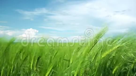 绿色的小麦地上的云视频的预览图