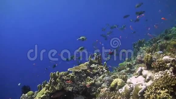 五颜六色的珊瑚礁和丰富的鱼视频的预览图