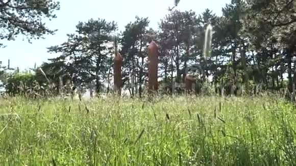 真正的异教祭坛在森林中与偶像在夏天的光视频的预览图