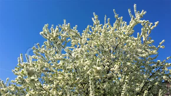 春天盛开的树花视频的预览图