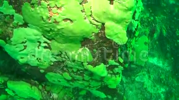 贝加尔湖水下视频的预览图