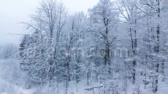 冬山景观高刺和雪视频的预览图