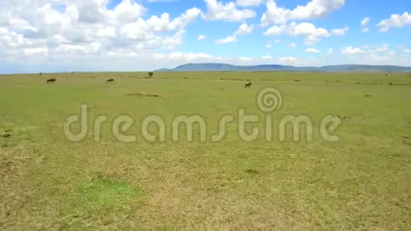 非洲热带草原的食草动物视频的预览图