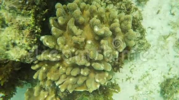 热带海洋中的软珊瑚视频的预览图